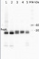 PsbA | D1 protein of PSII, C-terminal (rabbit antibody) (thylakoid membrane marker)